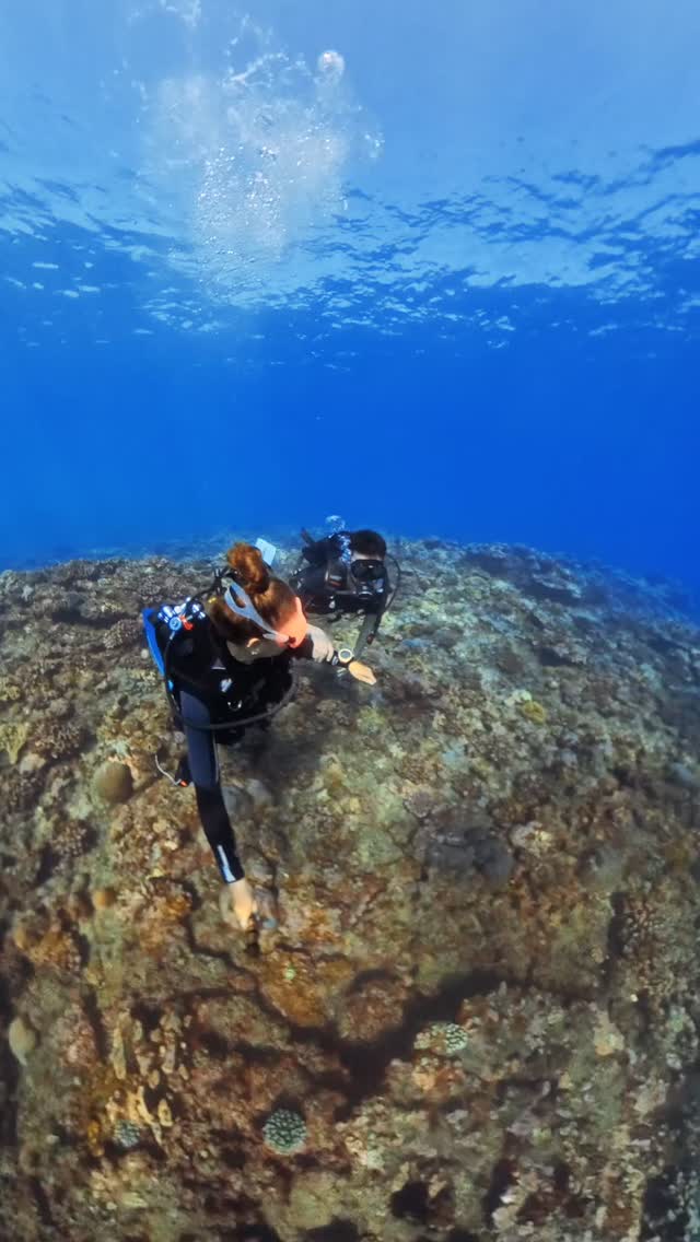Ce matin sous la surface 💙
Une mer calme, une belle visibilité et des rencontres inoubliables.
#Plongée #OceanLovers #Diving #ScubaDiving
#DiveLife