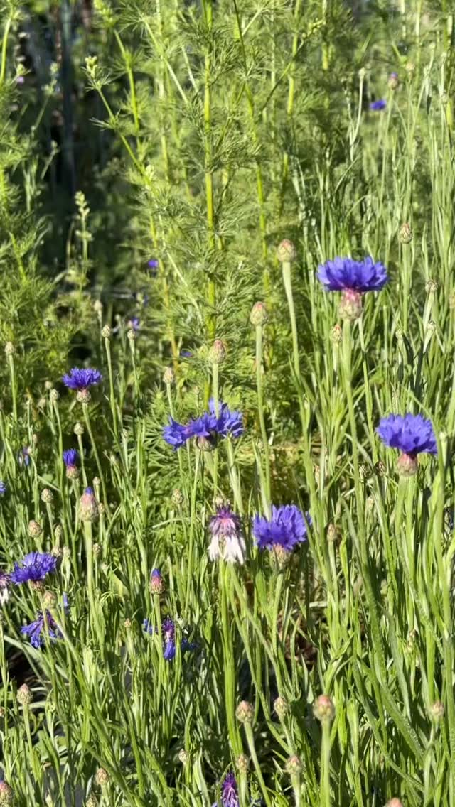 Where the bachelor buttons common name comes from. š