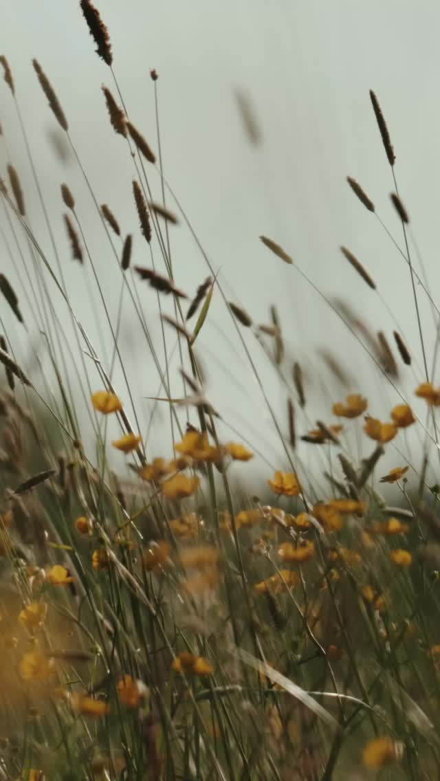 Beth & Owen 🤍
A perfect start to the mini heatwave at Beeston Manor ☀️
This was our first time filming at the venue since the brand new Meadows development opened and it honestly looks incredible. Beautiful new prep spaces, countryside views, golden evening light and one of the most relaxed wedding days you could ask to film.
From live music during the ceremony and drinks in the sunshine, to sparkler shots, slow motion groomsmen chaos, and Sarah disappearing into the tall grass for “atmospheric” candid shots again 🌾😅
A huge thank you to Beth & Owen for choosing us to capture your day 🎬
And a special thank you to Jenny and the Beeston Manor team for being so welcoming and helpful throughout the day.
Watch the full widescreen teaser and read more about the wedding on the blog 👇
https://www.aidanbluntcinematic.com/post/beth-owen-beeston-manor-wedding
Great working alongside:
@rebecca.haywoods.photography
@thebridalartistco @warrensvintagevwcar_hire_
#beestonmanor #beestonmanorwedding #lancashirewedding #weddingvideographer #cinematicweddingfilm ukweddingvideographer goldenhour sparklerwedding countrysidewedding northwestweddings weddinginspiration documentarywedding