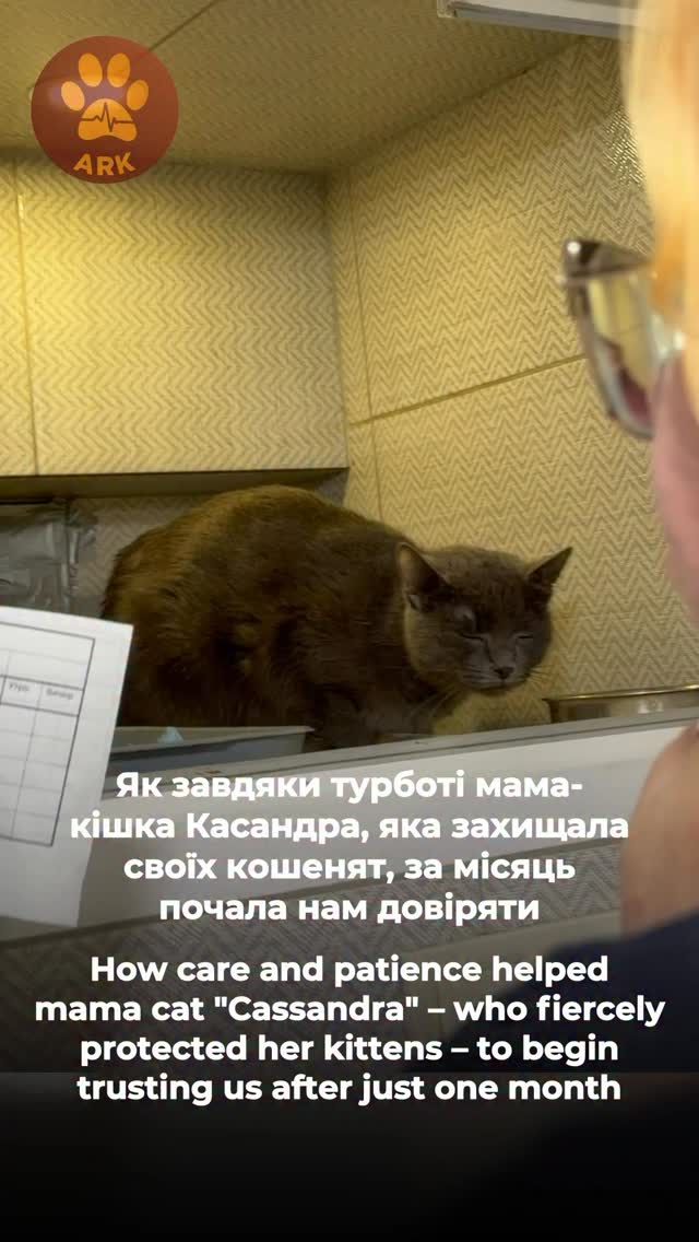 Як завдяки турботі мама-кішка Касандра, яка захищала своїх кошенят, за місяць почала нам довіряти (⬇️ENG)
Дворову улюбленцю Касандру привезли до нас в ARK наступного дня після того, як вона стала мамою. І перше, що вона зробила, як справжня мама, – почала захищати своїх діток.
На встановлення довіри знадобилося близько місяця,
як раз в цей підростали її дітки.
«Ми її годували та просто намагалися не сильно її турбувати. Вона спостерігала, спостерігала та стала ось такою красунею»
Серце Кассандри «розтопила» смачна їжа :)
Касандра відчула, що їй не хочуть зла, про неї турбуються, і потихеньку пішла на контакт. А тим часом у Касандри підростають три синочка, яких уже найближчим часом можна буде всиновити в родину.
Хай Життя переможе все!
Зробити донат можна за посиланням у біо чи в коментарях 👉
How caring for her helped mama cat Cassandra, who fiercely protected her kittens, learn to trust us within a month
We brought stray sweetheart Cassandra to our ARK shelter the day after she became a mother. And the very first thing she did, like any devoted mom, was protect her babies.
It took about a month to build trust with her — just as her kittens were growing up.
“We fed her and simply tried not to disturb her too much. She kept watching and watching us… and eventually turned into this beautiful, gentle girl.”
Delicious food was what finally “melted” Cassandra’s heart :)
Cassandra realized that nobody wanted to hurt her, that people truly cared for her, and little by little she started opening up to