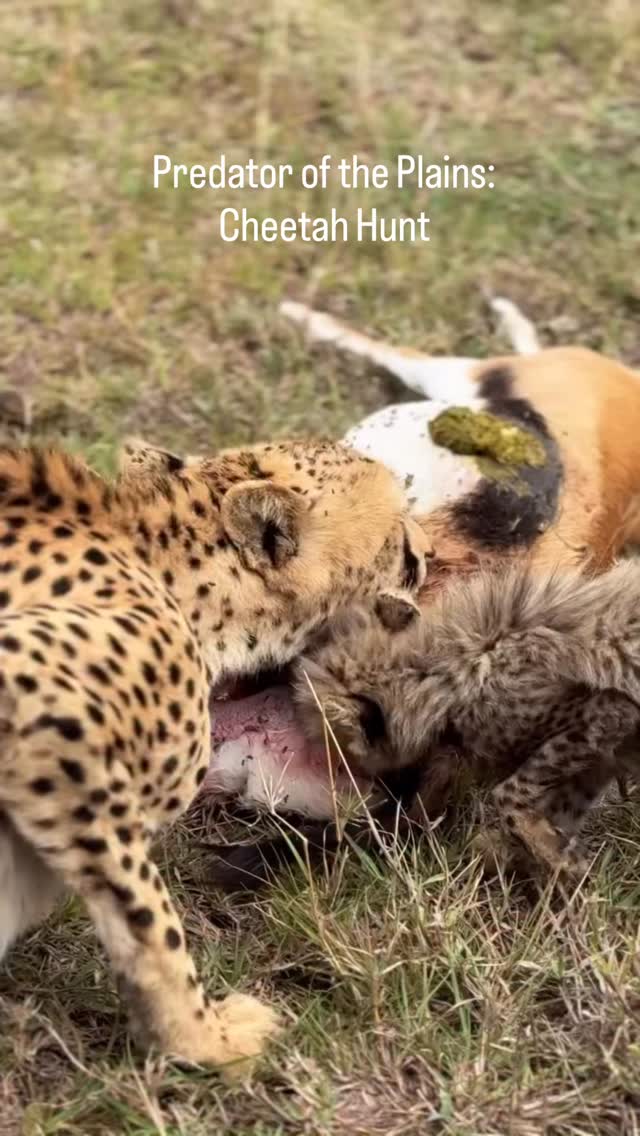 Predator of the Plains: Cheetah Hunt
A powerful moment in Tanzania — a fast and focused Cheetah feeding after catching a Thomson’s Gazelle in the wild.
This is the true reality of nature — speed, survival, and the balance of the African wilderness. Moments like these make a Tanzania safari unforgettable.
✨ Experience real wildlife action in Tanzania!
📲 https://wa.me/255744391567
🌍 http://www.meilleurtours.com
#MeilleurTours #Cheetah #TanzaniaSafari #WildlifeExperience #AfricanSafari