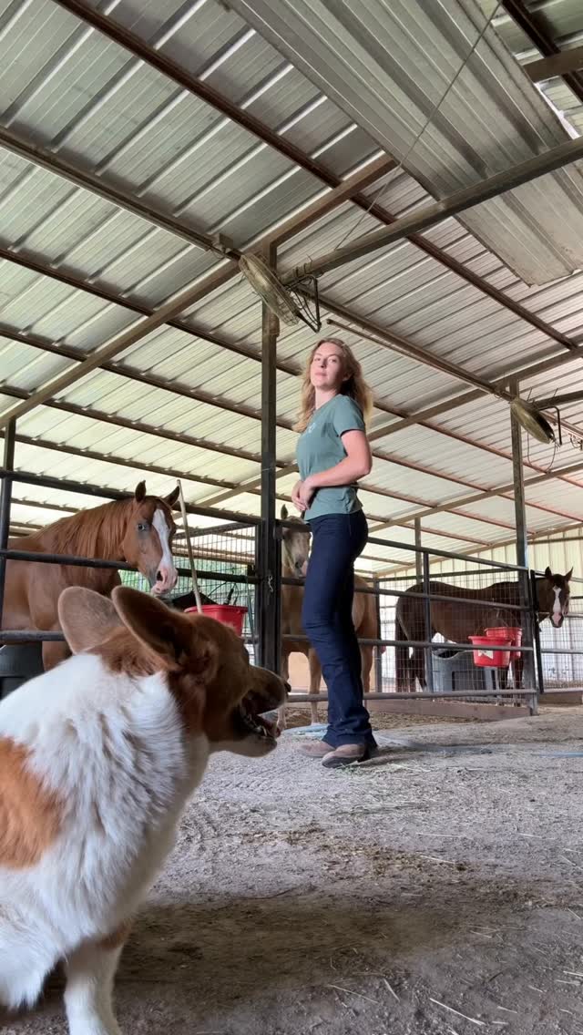 Come work in the horse barn with me. Fall in love with the work you do every day.
Styles in video:
High Rise Bootcut Jeans Alba’
(I wear size 00 / Length: 34)
Activewear Zip Up Ivy’ (Size: S)
New Colors: sage green & iron blue
Hybrid Sweater Saidy’
New Colors: oatmeal and mauve wine
Longsleeve Sabrina’ and Active T-Shirt Frida’ (both styles available in 3 new colors)
Fit Note: T-Shirt Frida’ runs half a number smaller.
Explore all new colors and our super soft riding denim online:
https://www.ranch-girls.com/new-products
#ranchgirls #westernwear #denim #activewear #westernfashion