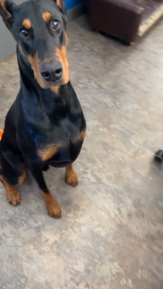 Thanks for listening 😂
#doberman #greenday