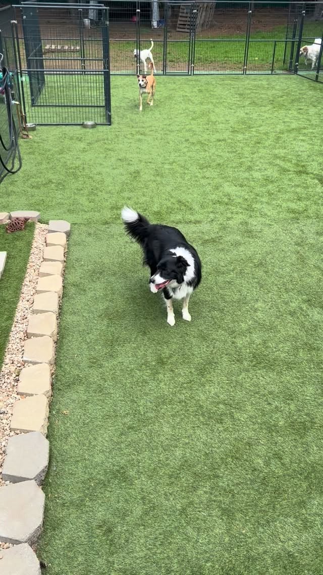 Having multiple play yards is a great thing as it allows all the different personalities to hang out together but in a fashion that is comfortable for all dogs 🐶😁