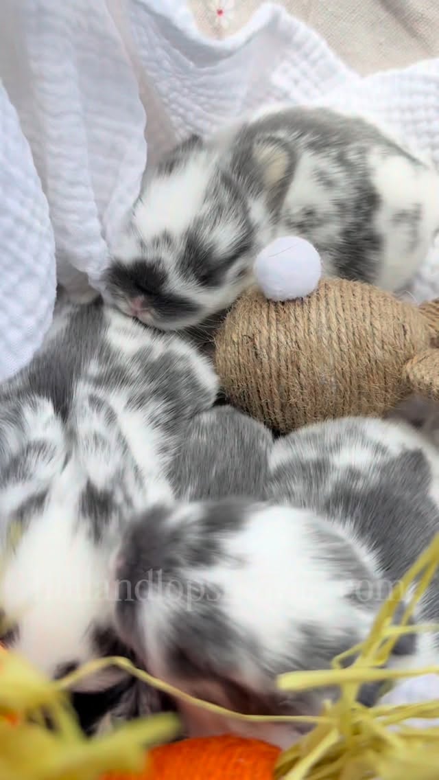 Our upcoming litter of beautiful blues💙 We have two broken blues, and two broken blue otters — a first for our rabbitry✨
Visit our website www.hollandlopshawaii.com for more info.
#hollandlop #hawaii #oahu #luckywelivehawaii #hollandlopbreeder
