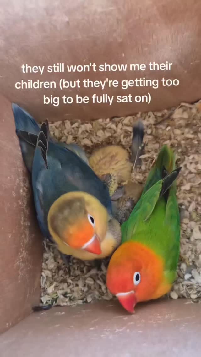 They're such good parents and they let me handle the babies without trying to kill me π₯Ή
Baby growth β¨οΈ
#babybirds #fischerslovebirds #lovebirdsofinstagram #lovebirds