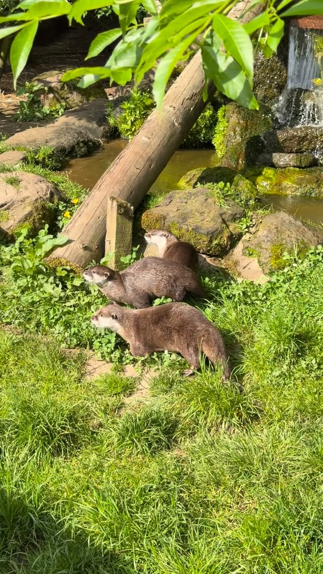 Heads of Ayrs otters enjoying their breakfast ๐ฆฆ๐ฅ๐ฃ
#headsofayrfarmpark #otters #scotland #daysoutinscotland #cuteanimal