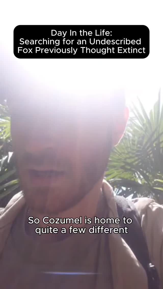 Cozumel is far more than just beautiful beaches. Across the island are mangroves, dry forests, wetlands, coastal scrub, and other unique ecosystems. Each potentially playing a critical role in the survival of the critically endangered Cozumel fox.
That's why our camera traps are being placed throughout many different habitats across the island. Every camera helps answer an important question: where does the fox still persist, and what habitats does it depend on most?
A camera trap photo of a fox will be extremely valuable, but a camera without fox detections can be just as helpful. Knowing where foxes aren't found helps us identify which ecosystems likely don't support them, and which habitats are essential to prioritize in conservation strategies ๐ฆ
#Cozumel #WildlifeConservation #CozumelFox #Wildlife #EndangeredSpecies