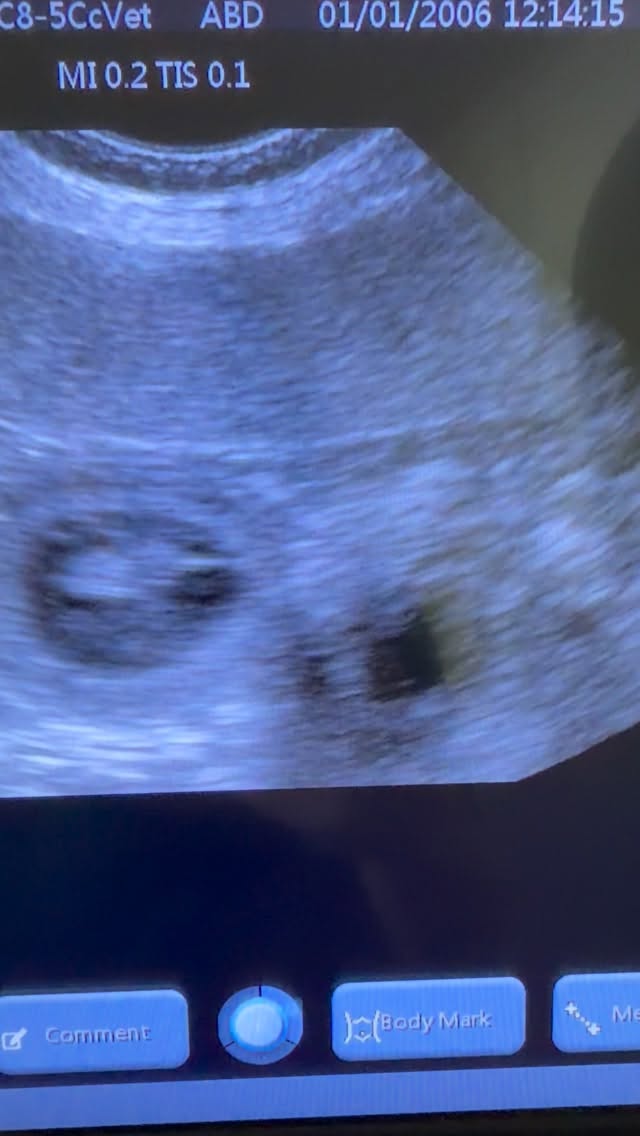 Ultrasound people… Do you see a third puppy? I’m pretty sure I see a third hiding. 👀
#ultrasound #puppycount