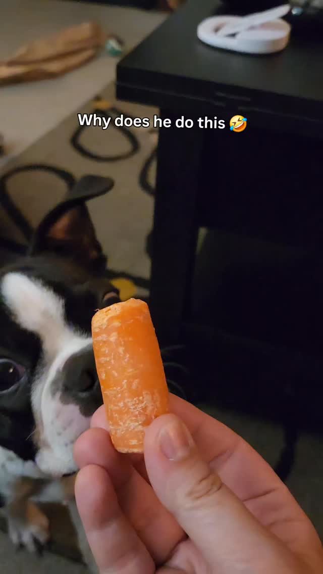 I can't explain this one but I think it's funny
He will do the same thing if the carrot is laying on the floor 2. He just wants to fight them first I guess 🤷
#chicagodogs #bostonterrierpuppy #positivereinforcementdogtraining