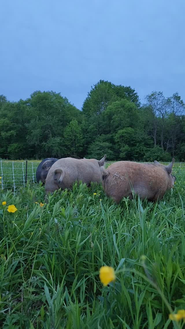 First move to fresh grass for the sweetest pigs!
We are trying something new this year and doing some light tillage to knock down the high spots left behind after the pigs move through, then sowing desirables like rye, oats, clover, and vetch overtop. The goal is to leverage the pigs' natural abilities (and natural byproducts 💩) to gently improve pasture enough to support a flock of sheep in the not-so-distant future.
Farming is SO freaking cool.