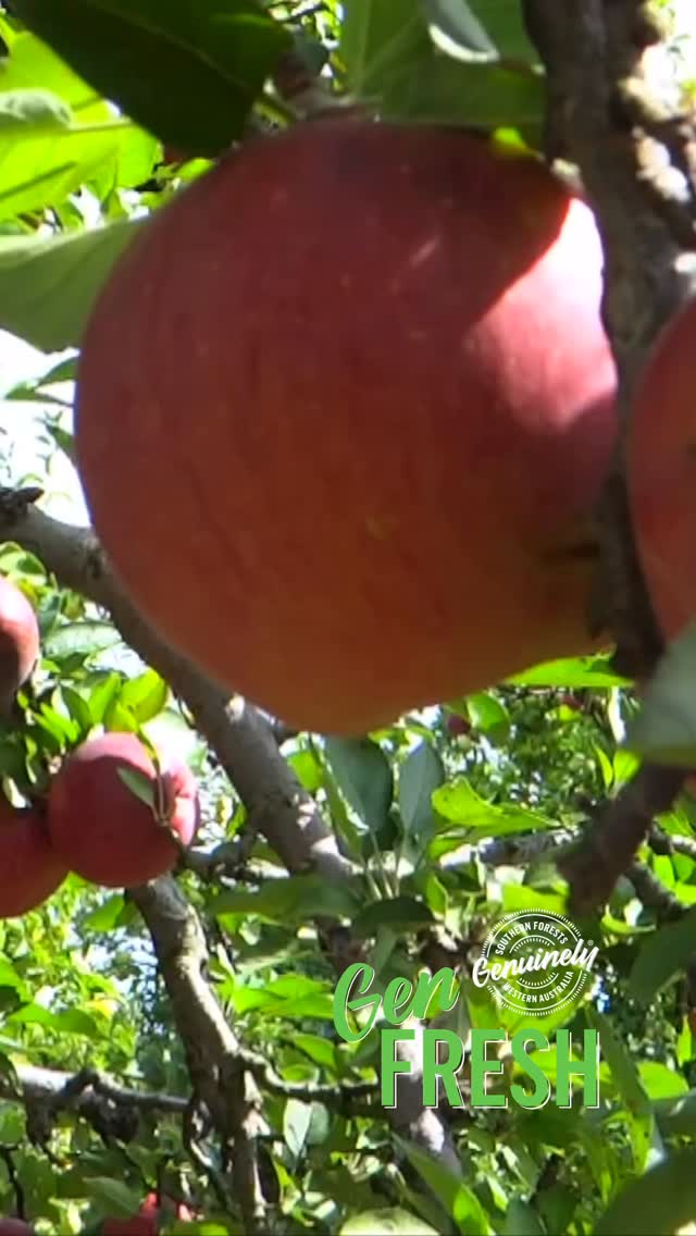 š Itās been a great season for Southern Forests apples, with ideal growing conditions across the region producing some of Western Australiaās freshest and crunchiest apples.
The Southern Forests produces an incredible variety of apples thanks to the regionās cool climate and rich soils. From sweet Galas to crisp Granny Smiths, the region grows apples to suit every taste. Popular late-season varieties like Pink Lady and Bravoā¢, known for their deep burgundy skin, are picked towards the end of harvest and store beautifully in the fridge while keeping their crunch and flavour. š
Did you know the Southern Forests grows over 61% of Western Australiaās apples? Itās one of the regionās most significant crops and a big part of what makes this area such an important food bowl for the State.
Whether you enjoy them fresh, baked into a pie or packed into a lunchbox, thereās nothing quite like Southern Forests apple. š
Which apple variety are you choosing? šš
#GenFresh #GenuinelySouthernForests #GenFreshinSeason #southernforestswa