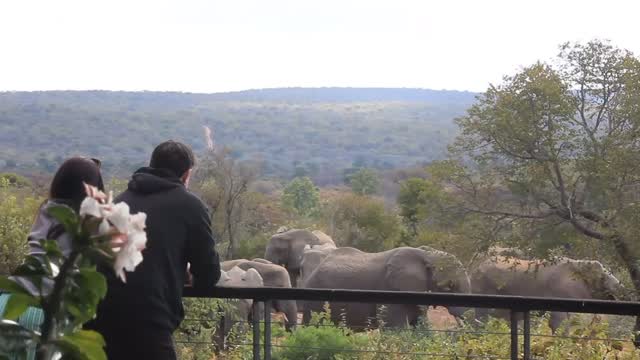 There’s a profound stillness that washes over you when you watch these gentle giants move through the landscape. Moments like this at 57 Waterberg remind us to slow down, breathe, and just take in the magic of the wild. 🐘
#57Waterberg #SafariMoments #NatureHeals #MindfulTravel