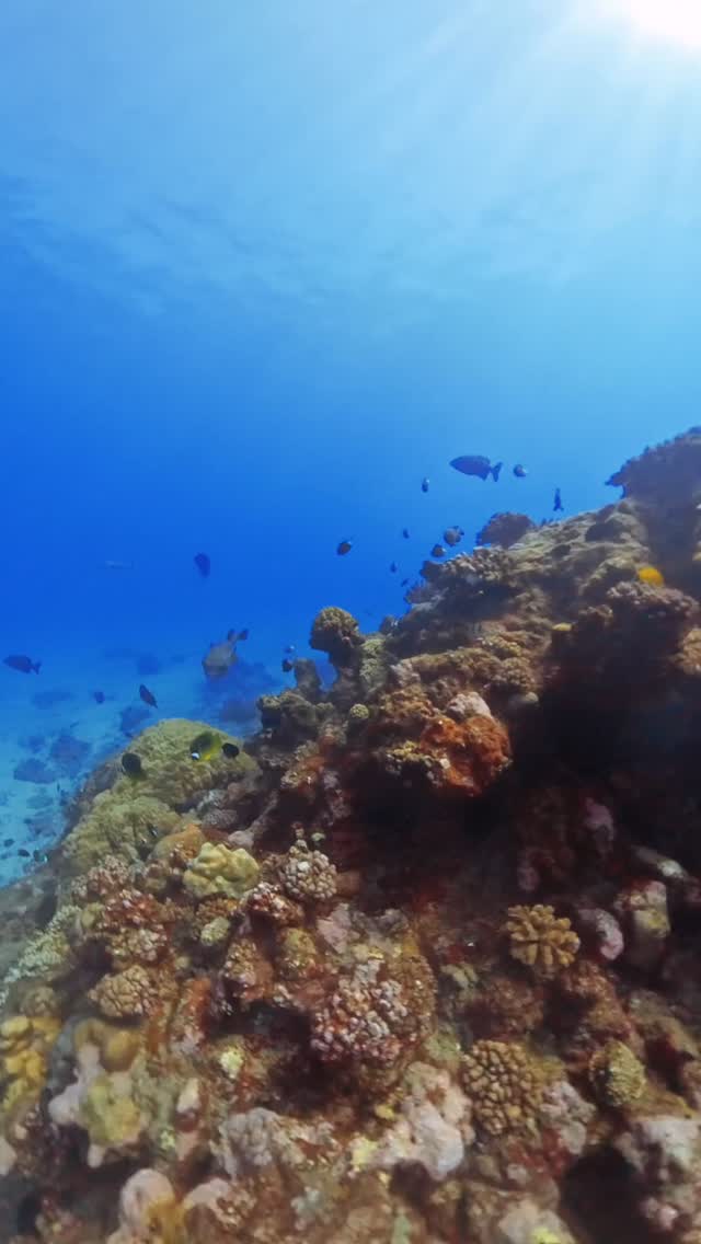 âš Une visibilitĂ© incroyable, des couleurs Ă©clatantes et une vie marine fascinanteâŠ
Bienvenue sous la surface đ
Aujourdâhui, nos plongeurs ont eu la chance de croiser un magnifique banc de poissons dans une eau cristalline đ€ż
Qui vient explorer ce paradis avec nous ? đ
#Plongée #Diving #OceanLife #UnderwaterWorld #Poissons SeaLife ScubaDiving ReunionIsland VisibiliteParfaite DiveClub