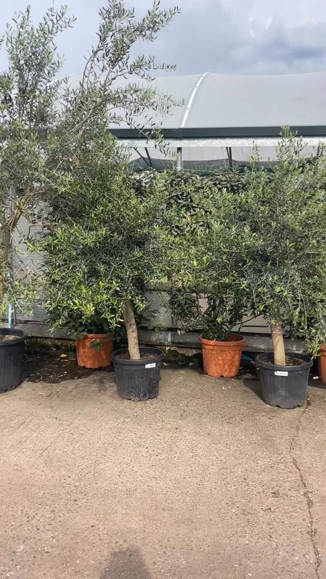 Olive tree from nursery to planted in this small courtyard garden today!
Beautiful space now to enjoy the sun with scented climbers on the wall, lavenders, callistemon and bee attracting plants… and the beautiful olive.
Walls have been painted, by the client, a pale grey from white to cut the glare and match the grey gravel and paving.
And we had the right weather for the planting day as well.
#gardendesign #smallcourtyardgarden #olivetree