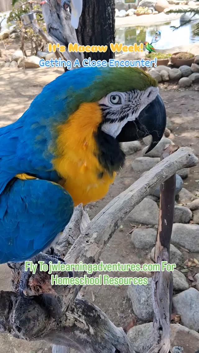 🦜Seeing our learning in action! These parrots are incredible creatures and so fun to visit. Seeing all the information we've read about them, live and in- person is why we love homeschool!
👋Join my flock! Fly to jwlearningadventures.com for homeschool support, encouragement, resources, lessons, and fun. Sign up for FREE!
🧡Learning is a lifelong adventure- let's make it a fun one!
#macaws#parrots#freeflight#learningbyexploring#learninginaction