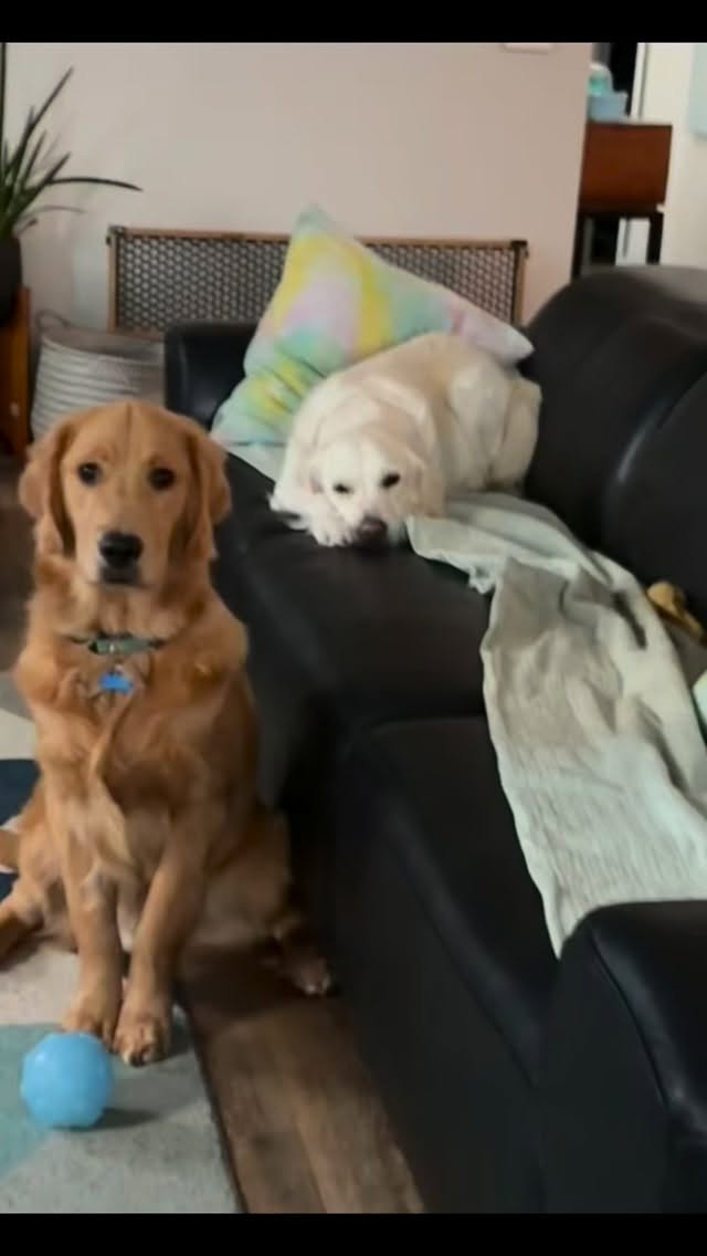 Memorial day weekend spent with a 7 month old golden retriever puppy and his sister. Tired and fun time. #golderetriever #petsitterlife