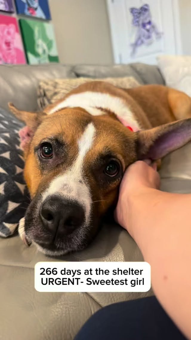 UPDATE: RESCUED!!!!! Thank you so much @codysfriendsrescue for saving her life! 🤍
Honor pledges/donate:
https://www.codysfriendsrescue.com/donate/
Mailing address:
Codys Friends Rescue
6501 Clearhaven Circle
Dallas, TX 75248
For 266 days, Minnie has sat at the shelter waiting for someone to notice her. That’s almost 9 months.
Officially the longest resident at the shelter.
She is now URGENT and at risk of euthanasia.
A volunteer took her on an out and about field trip today. We learned she is the absolute sweetest girl! She rides well in the car, knows sit and down, easy to leash, submissive and loves belly rubs, enjoys playing with toys, and gives the best kisses!
Meet Minnie (A0059288633)
STAFF FAVORITE! They adore her 💗
4 years old, 50 lbs, heartworm positive but the shelter will treat for free and not contagious to other pets.
Found stray 9/2/25, adopted 10/15 and returned two days later bc they didn’t want her, adopted 11/8, returned 5 days later because of potty training.
She has notes that she’s been dog friendly in the past but is struggling now due to being tossed around and no consistency or structure which her breed thrives on.
She is urgent due to length of stay.
She needs an extremely committed foster or forever home. She needs someone that understands her life has been anything but normal for the past 9 months (and maybe even longer). She needs someone that will take their time and set her up for success because she is BEYOND deserving of it!
Available for adoption, foster, or rescue.
🐾 All info here: https://www.fortworthtexas.gov/departments/code-compliance/animals/automated-import/59288633
📧 EMAIL to save her life- FWACCtag@fortworthtexas.gov
📍Located at Fort Worth Animal Care & Control- Silcox location: 4900 Martin Street, Fort Worth, TX 76119