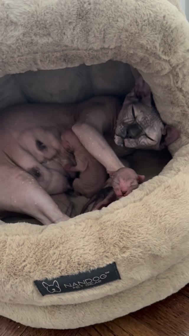 What a morning surprise 😳
New mom is doing amazing with her two tiny naked babies already 🖤
These little ones may eventually be searching for special families🖤💗
#kittensofinstagram #donskoy #hairlesscatstagram #nakedcats