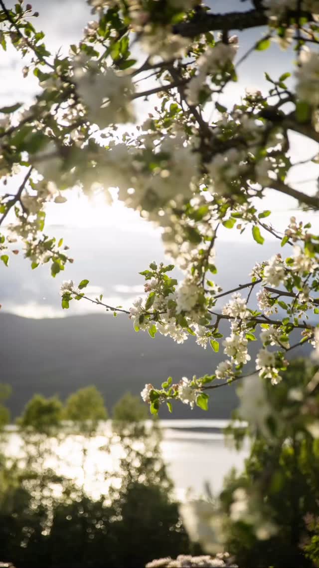 Et lite visuelt sansebad fra epletrærne som endelig har sprunget ut i all sin prakt 🌸
En liten pause å hvile øynene på.
#naturbilder #fotografering #epletrær #norsknatur #fotomeditasjon
