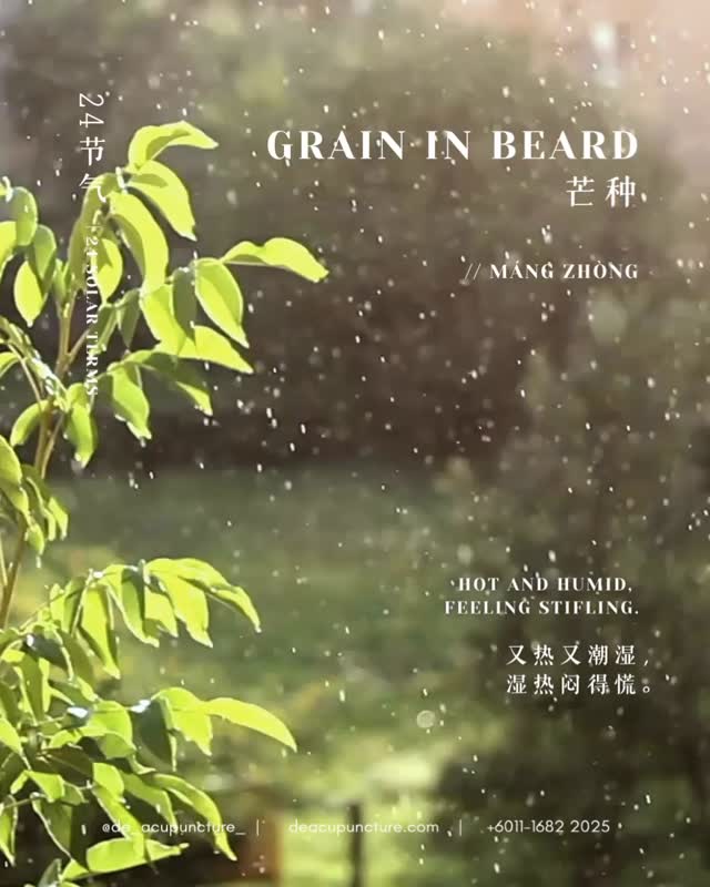 What is “Grain in Beard” (Mang Zhong 芒种)? It’s a Chinese Solar Term (24 Jie Qi) that basically means it’s time to harvest and plant! But for us in Malaysia, it signals the start of the HOT and WET season—which TCM knows as the perfect time for DAMPNESS to invade your body! 😫
This season stresses your Spleen and Stomach 🍚, making you feel:
🌧️Heavy/Tired:
Lemah feeling, like you’re wearing a wet suit all day. 😴
🌧️Bloated:
Perut kembung and poor appetite. 🤢
🌧️Sticky:
Lingering cough, sticky mouth, or even skin issues (eczema flare-ups!). 🦠
TCM Wellness Tips for the Wet Season:
🍃Eat Light & Cooked:
Avoid too much cold food, raw salads, and ice drinks (bye-bye ice kacang for a while!). Warm foods support your Spleen. 🥣
🍃Stay Dry:
Change wet clothes quickly after rain/sweat to stop Dampness from entering your skin/joints. 🚿
🍃Acupuncture:
Helps to drain the Dampness and fire up your Spleen’s function, making you feel lighter and energized! ✨
BUT—here’s the key part: While general advice helps, Dampness comes in different forms (Cold-Damp, Damp-Heat). Treating it the wrong way can make your skin or digestion worse! 😱
Have you been feeling heavy and sleepy lately, no matter how much you sleep? Tell us in the comments! 👇
That’s why you need a customised plan. Don’t just Google it! Consult our qualified TCM practitioners at 医心医意中医坊 De Acupuncture x Herbs Centre first. We’ll diagnose your internal climate and tailor a treatment just for you.
Ready to fight the lemak and lembab feeling? Click the link in our bio to book your consultation today! 💖
#GrainInBeard #MangZhong #24SolarTerms #TCM #Dampness #SpleenHealth #Acupuncture #SubangJaya #USJ #TCMWellness #SeasonalWellness #HealthyMalaysia #PerutKembung #DeAcupunctureXHerbsCentre #HolisticHealth