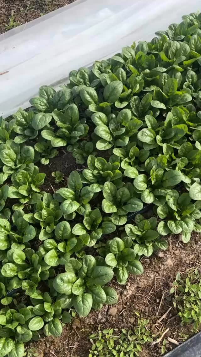 Any spinach lovers out there? 🙋🏼🍃
Perfect for smoothies, salads, sautés, and everything in between. Nothing beats the flavor of truly fresh greens straight from the field💚
Starting next week you can find us at @whitefishfarmersmarket or @biasbrewing in Kalispell. Sign up for your CSA at sunshineriverfarms.com today!
