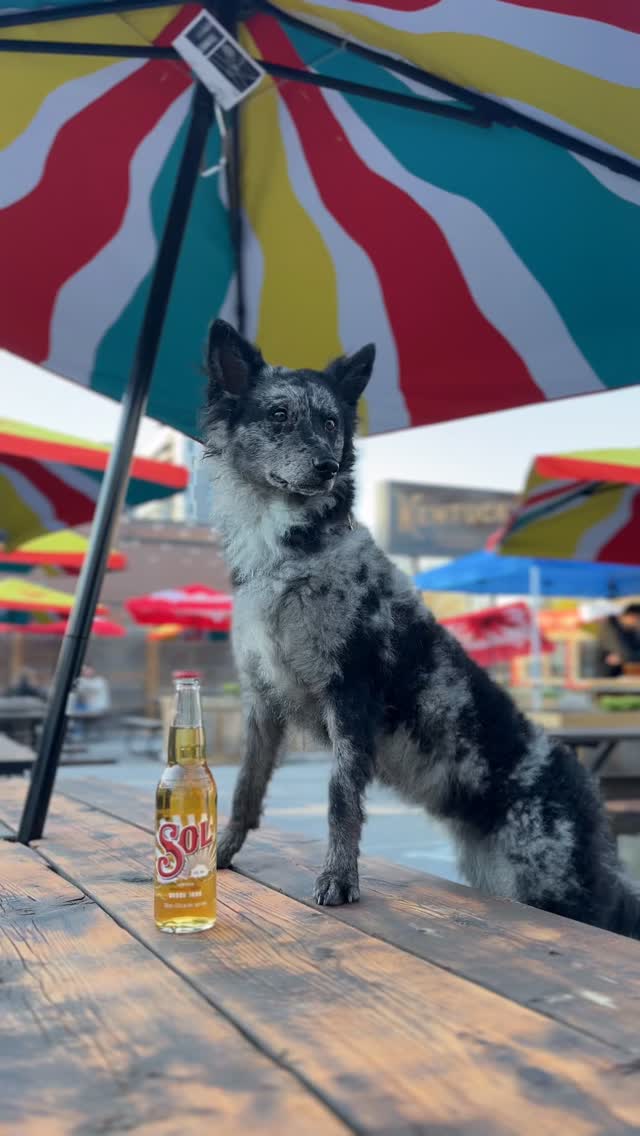 $5 Sol every Thursday 🍺
Pet friendly patio every day! 🐾
Open @ noon
#dogsofkw #dogfriendlykw #waterloo