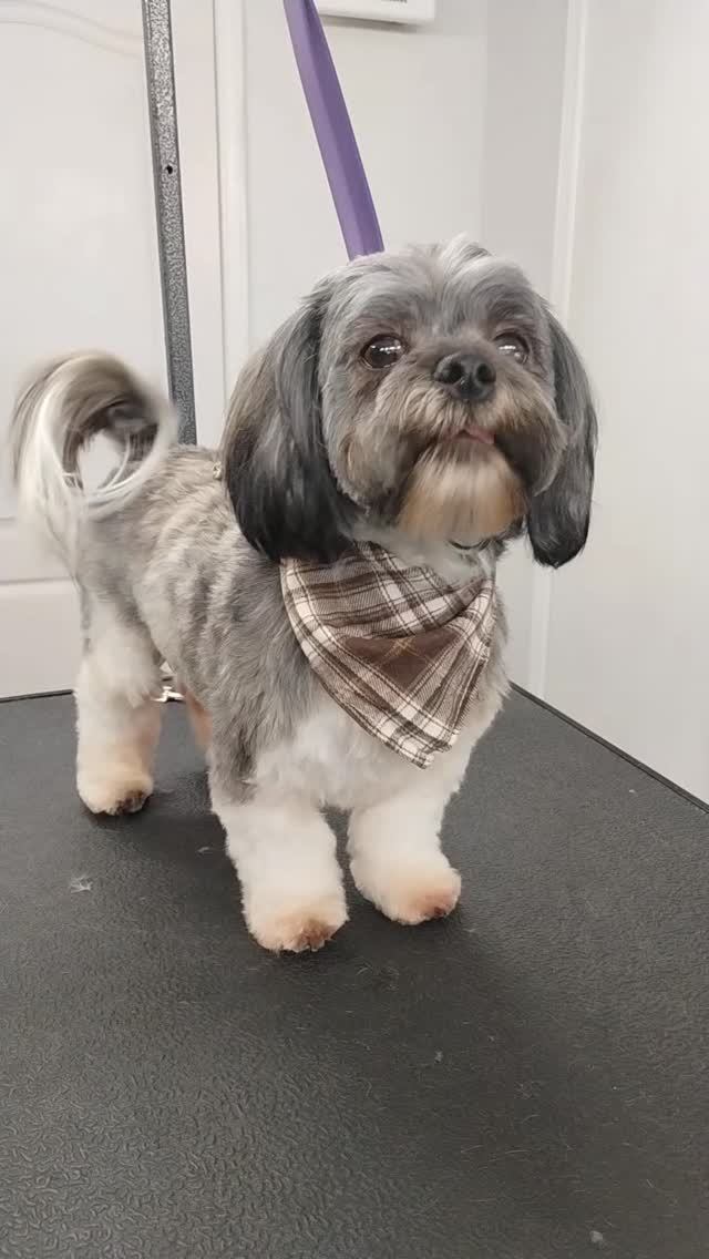 Sage’s tail wags through his entire spa day from start to finish ✨🐾 This happy little shih tzu makes every visit extra joyful.
#shihtzulove #luxurydoggrooming #spadayfordogs #sanmarcostx #happydog