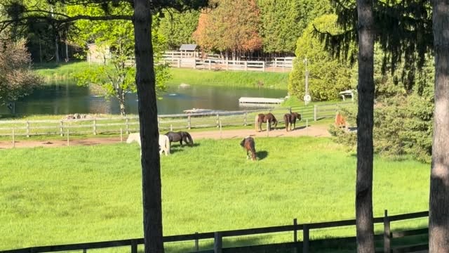 #TrackTipTuesday #TTT Inner pastures help support a gradual grass introduction in track systems, starting with short grazing periods and building slowly over time.
Our online course From Paddock to Paradise covers everything you need to confidently build and maintain a track system for your horses, ponies, or donkeys
From Paddock To Paradise | https://www.ontotalwellness.com/frompaddocktoparadiseonlinecourse