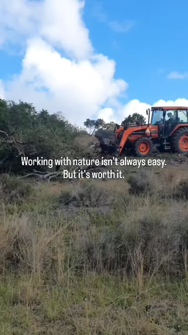 Working with nature isn't always easy.
Sometimes it's dusty, messy and far from glamorous. But caring for the land is one of the most important jobs we do.
Every small improvement helps build healthier country, healthier pasture and, ultimately, healthier food.
It's not about quick fixes. It's about leaving the land better than we found it.
🌱 Real food starts with healthy country.
Are you battling the lantana at your place too?
#bluevalehomestead #healthycountryhealthyfood #regenerativefarming #familyfarm #workingwithnature