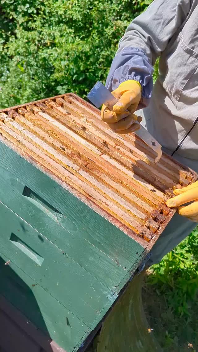 A fantastic frame of capped honey
#honey #beekeeping #honeybees