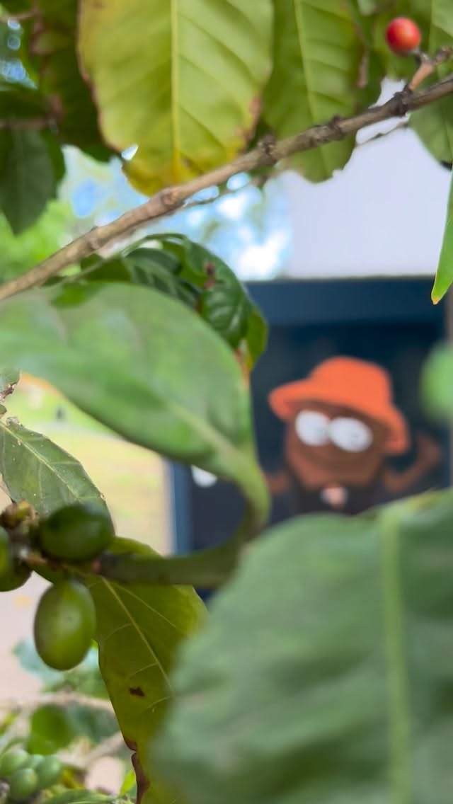 Somewhere between the trees and the coffee, life feels a little lighter ☕🌳
#between #coffee #supportlocal #kzn #explorepage