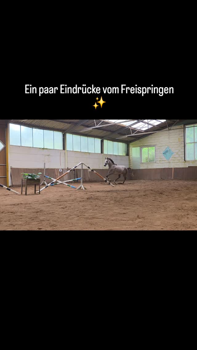 ✨
#freispringen
#springpferd
#nachwuchspferd
#sportpferd
#pferdeausbildung