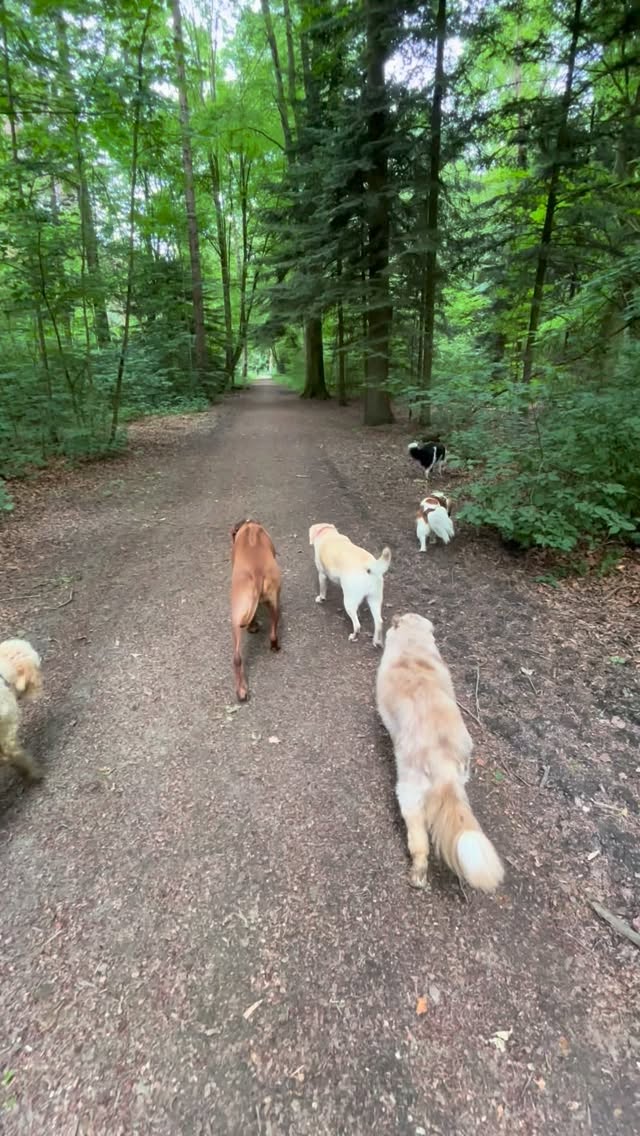 Onder de bomen met een windje is het goed toeven in het bos ๐ฅฐ๐