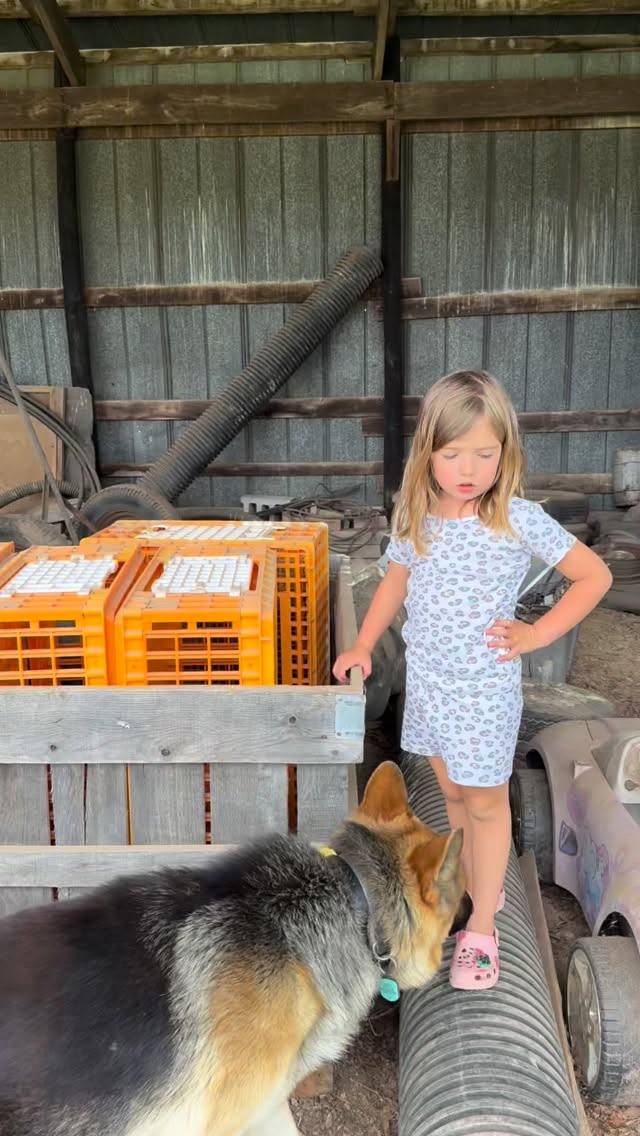 Adding some new layers to the group on pasture!
#familyfarm #regenerativeagriculture