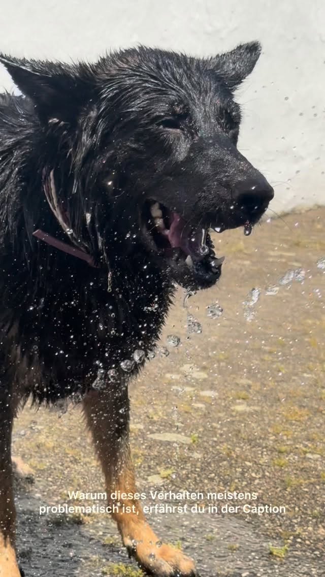 Was viele als lustiges Sommerspiel sehen, ist bei vielen Hunden ein stark selbstbelohnendes Jagdverhalten und in vielen Fällen neurobiologisch hoch problematisch.
•
Aber warum?
Der Wasserstrahl aktiviert häufig das Jagdverhalten: schnelle Bewegung, unvorhersehbare Richtungswechsel, permanenter visueller Reiz und alles um den Hund herum wird plötzlich ausgeblendet.
Das Gehirn schüttet nämlich Erregungsbotenstoffe aus und der Hund gerät in einen immer stärkeren Aktivierungszustand aus dem er alleine oft nicht rauskommt.
•
Das Problem nämlich: Jeder Schnapper fühlt sich für den Hund wie ein Erfolg an auch wenn er nie wirklich etwas „fangen“ kann.
Es gibt dabei kein echtes Ende, keine Beute, keine Auflösung.
Der Hund jagt, schnappt, beißt ohne jemals erfolgreich abschließen zu können und genau das macht dieses Verhalten so kritisch:
•immer stärkere Erregung
•immer höher werdender Einsatz des Hundes
•schlechtere Impulskontrolle
•Frust und Stress
•selbstbelohnend
•im schlimmsten Fall zwanghafte
Verhaltensmuster
•
Besonders bei Hunden mit hoher Erregungslage oder starker Jagdmotivation sehen wir, dass sich dieses Verhalten generalisieren kann:
Plötzlich werden auch Lichtreflexe, Schatten oder andere Bewegungsreize obsessiv verfolgt.
•
Und nein, nicht jeder Hund, der mal in Wasser schnappt, entwickelt direkt ein Problem.
Aber exzessives, kaum unterbrechbares Verhalten ist kein ‚Spaß‘ mehr sondern in der Regel ein Problem, das unerwünschte Verhaltensweisen fördert.
•
Hat dein Hund dieses Verhalten auch schon mal gezeigt?☺️