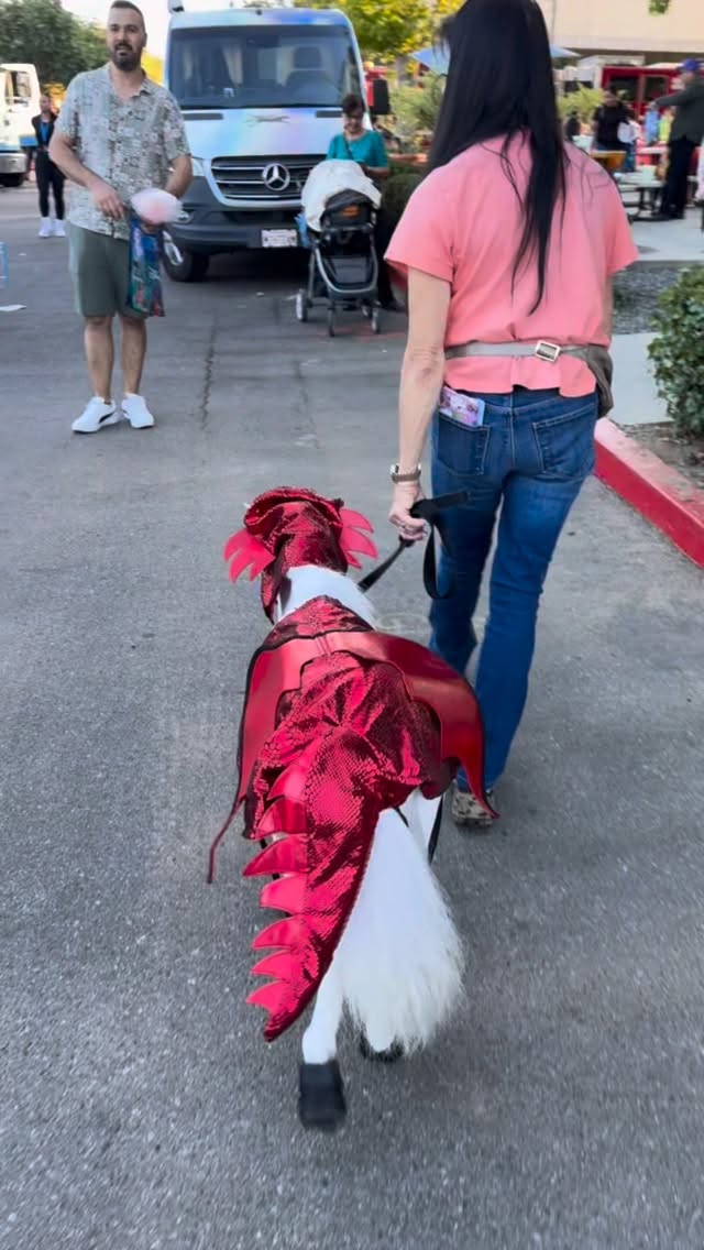 This video popped up and I had to share. Here’s Valentina Blue from last Halloween with other wild creatures. 🦄💕🦖 #minitherapyhorses #horse #fun #halloween #happiness #costumes #community #love @ucla_pac @cedarssinai @calabasassaddlery #dragon