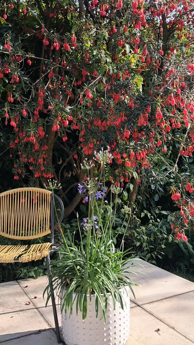 Never thought I'd be a proud gardener...but it's happened. #lovecolour #lovegarden #loveblue #beautyinnature #beautyinsmallthings