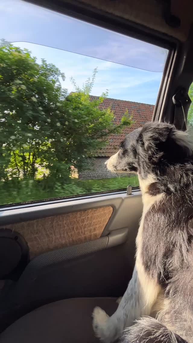 Mijn lieve Lily living her best life ❤️. Ik ook trouwens 😛. Lekker met je snuit uit het raam hangen na een lange dag schaapjes pesten en in de beek met water spetteren 💪