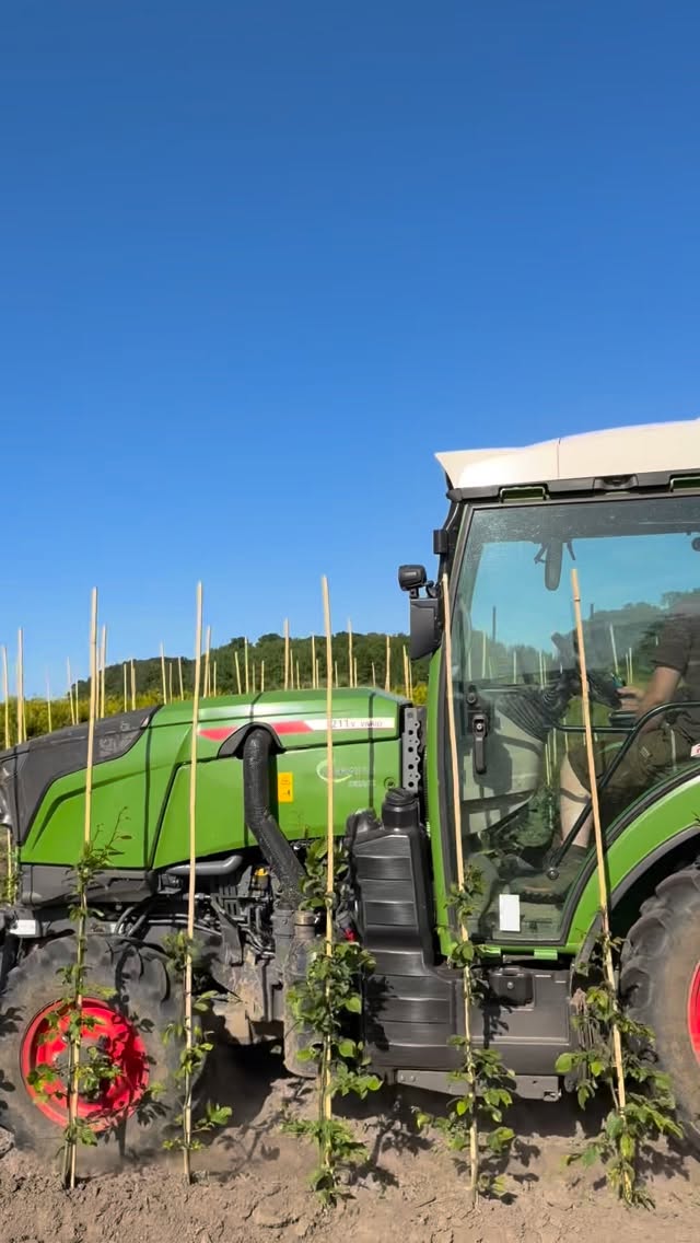 Mit dem Fendt 211 V Vario unterwegs zur mechanischen Unkrautbekämpfung im Baumschulquartier🌱🚜
Hier: im Herbst 2025 aufgepflanzte Fagus sylvatica und Carpinus betulus.
Präzise Arbeit zwischen den Reihen – ganz ohne Chemie, dafür mit Technik, Gefühl und sauberem Bodenbild.
#Fendt #Fendt211Vario #baumschule #MechanischeUnkrautbekämpfung #Grubber Landwirtschaft Vineyard AgriTok Traktorliebe NachhaltigeLandwirtschaft