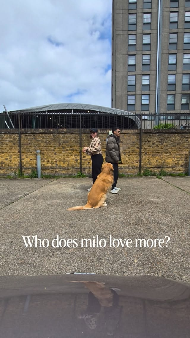 POV: trying to figure out who Milo loves more… 🤣🐶🤍
The betrayal I felt when he ran back to @djdonnyblaze at the end honestly needs to be studied!
I really thought I was the favourite for a second there 🥲
#goldenretriever #dogsoftiktok #couplegoals #funnydogvideo #soundofstorm