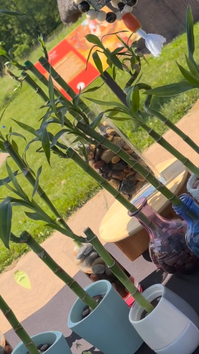 We are SET UP and ready to go at the Blue Moon Market! πβ¨ Come find us today at Koteewi Park from 3β9 PM β we canβt wait to see you there! See you soon! π#hbsisters #plantlovers #shoplocal #womenownedbusiness