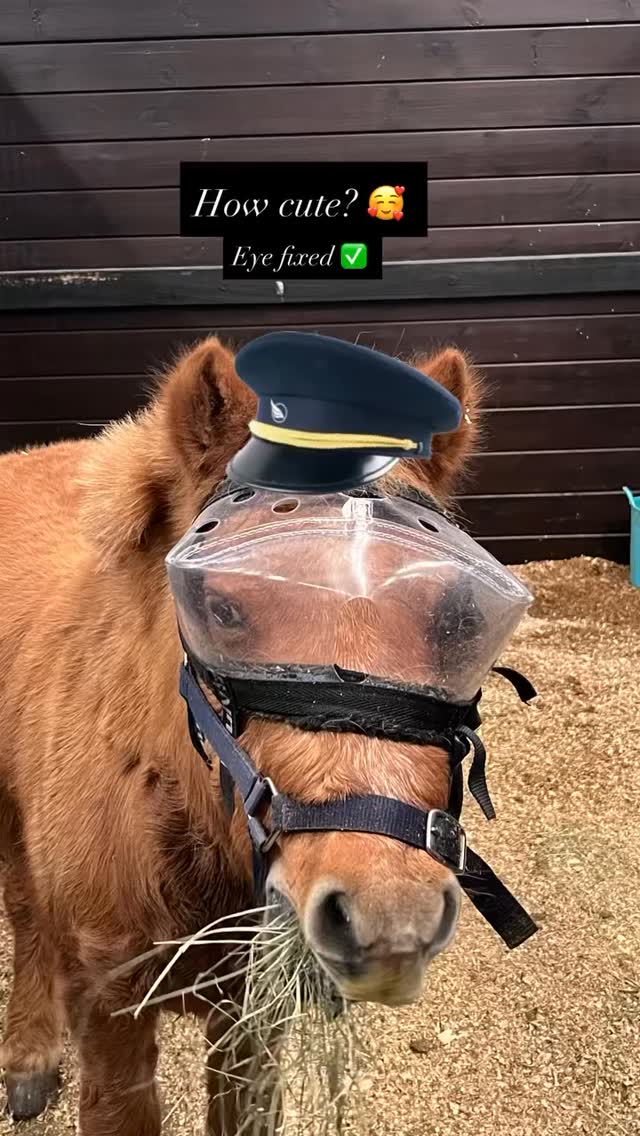 Eye problems, ποΈ no worries! This little one had an aggressive eye injury, is now on the mend β€οΈβπ©Ή #horsevets #southernhighlands #wollondilly #goulburn #goulburnvet