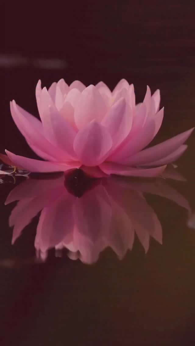 🫶Observa tus pensamientos antes de reaccionar.
✋Detente un instante frente a esas emociones que te desbordan.
Para escuchar tu voz interna, necesitas salir del ruido, del piloto automático, del modo supervivencia.
✨Solo hacen falta 3 segundos de consciencia activa para cambiar por completo la dirección de tu realidad.
💝Regálate ese espacio de silencio.
Ese vacío donde el alma vuelve a hablar… es ahí donde el camino empieza a sentirse claro otra vez.
“Cuanto más silencioso te vuelves, más puedes escuchar.” ~ Rumi
Con mucho ♥️,
Ximena♾️⚜️
#infinitaezencia #ximenaheviayvaca #111mensajesparaelalma #selfcare #rebirth