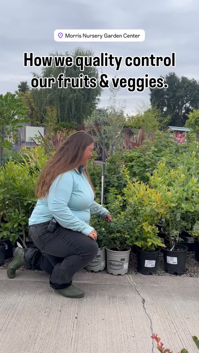 We ensure only the best for our customers. And, Holly gets a healthy little snack. 🫐