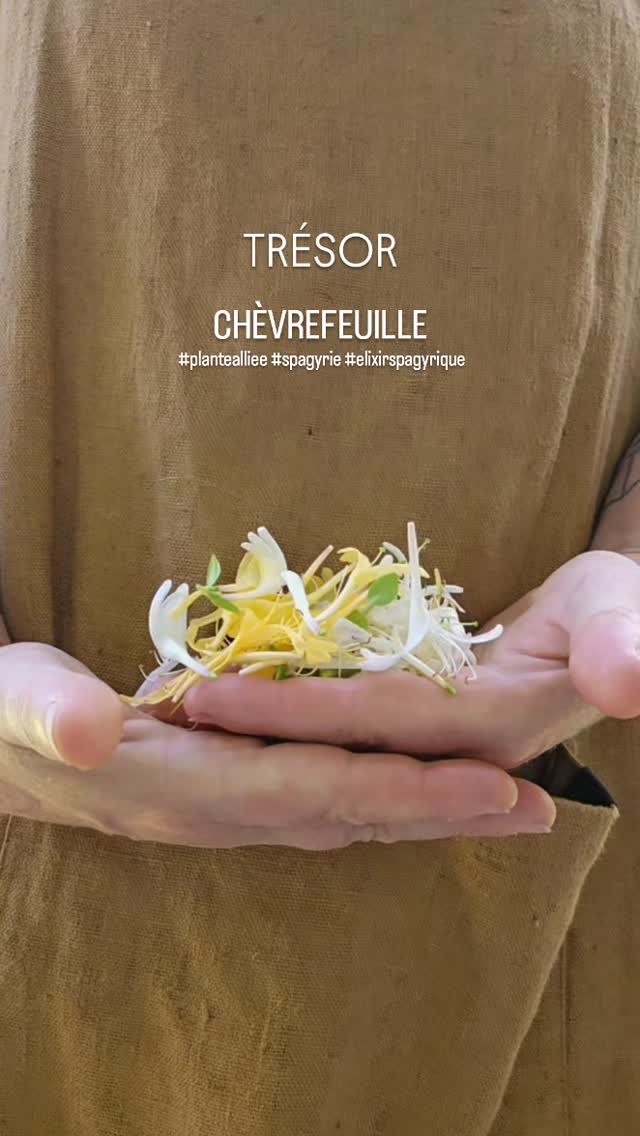 Le souffle est vital et le verbe createur.
La medecine vibratoire du Chevrefeuille apaise et invite à reprendre son souffle. Son energie permet de rééquilibrer celle du centre thymus et de la gorge. Il reharmonise aussi bien la circulation de l'air en nos corps que et nos mots.
Remede ancestral
Infusées à froid, plusieurs semaines, dans un bon miel local, les fleurs apaiseront les gorges irritées et les coups de froids de l'hiver (ou des climatiseurs!😉🙃)
(Attention : tres riche en acide salicylique - intolerents à l'aspirine s'abstenir)
#chevrefeuille #alchimievegetale #elixirspagyrique #enfleurage #vertusdesplantes