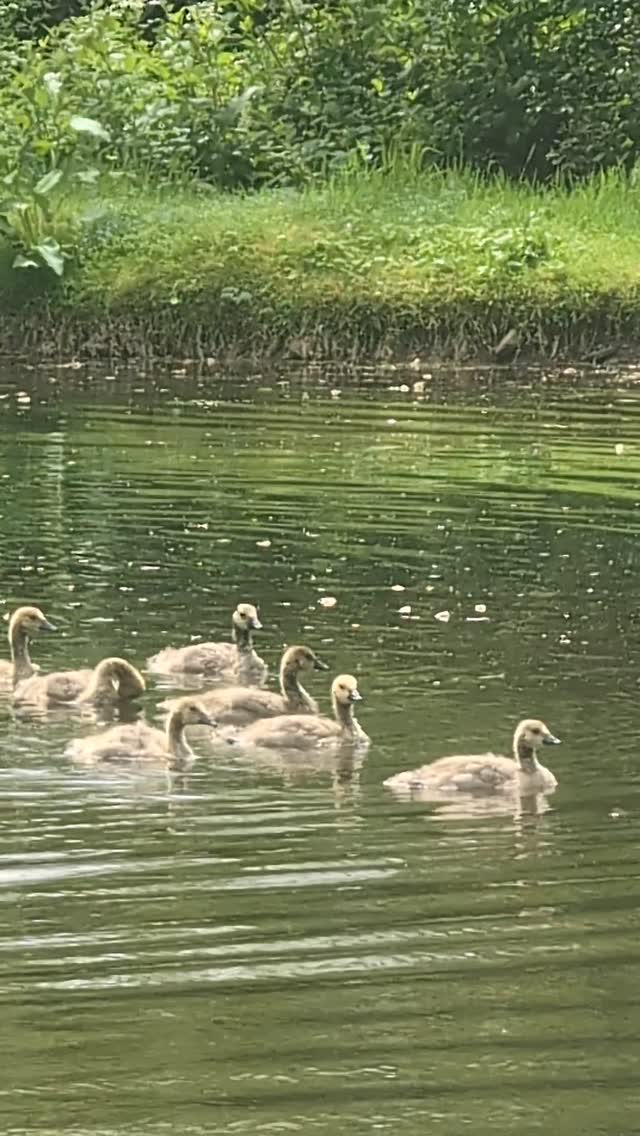 A peaceful morning on the water 🐥✨ Our newest visitors are making the most of the calm surroundings. Just another magical day at the cottage. #HolidayCottage #NatureEscape #Goslings