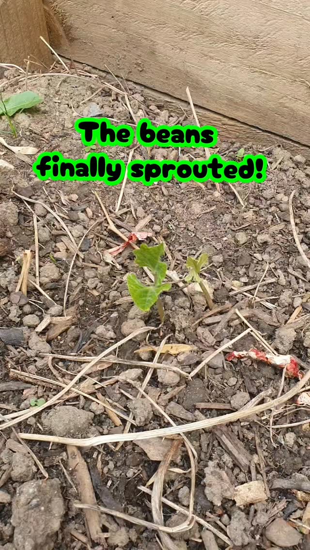 Those slow-growing beans finally sprouted! Now I just need a way to keep the slimy gits off...
#gardening #growingthings #growingvegetables #beans #gardenstagram