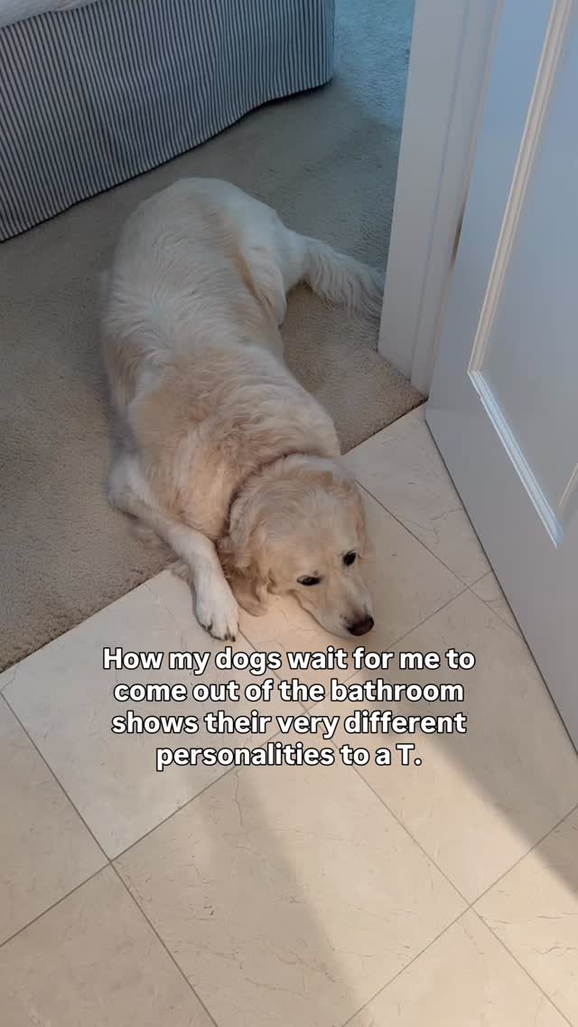 To. A. T.
Complete opposites, both with great noses. 🐾❤️
Harley is a golden retriever allergen alert service dog trained to detect peanuts for her peanut allergic human. Harley is also known as Detective Harley, F.A.D.D. Food Allergy Detection Dog®️. Cody is her giant little brother and is training to be just like her. Joey was, and always will be, our one and only Treat Distribution Supervisor. We help food allergy families navigate snacks, restaurants, and food allergy life, one whiff at a time.
🐾 This account is for information only. You should be certain to conduct your own research to ensure your safety from your allergens.
🐾 We encourage sharing our content to help educate and spread food allergy awareness.
#foodallergies #servicedog #goldenretriever
