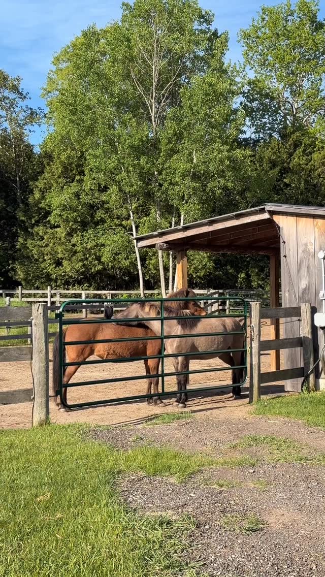 Mutual grooming is a key part of how horses connect
It helps them relax, build trust, and maintain strong social relationships within the herd
#horse #happyhorse #equinewellness #happyherd #horsewellness